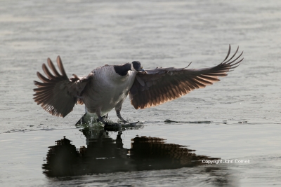 Branta-canadensis;Canada-Goose;Flying-Bird;Ice;Photography;action;active;aloft;